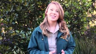 Bindi Irwin invites you to be a Visionary Wildlife Warrior!