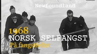 Norsk selfangst ved Newfoundland – På fangstfeltet 1968.