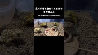 カエルもひとりでたくさん食べると怒られるらしい #カエル #frog #ヒキガエル #toad