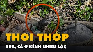 Rùa, cá thoi thóp giữa đống rác vì kênh Nhiêu Lộc   Thị Nghè 1 tháng không được