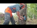 Falling Tree Using A Bottle Jack By AXEHOLE LOGGER 💪🪓  husqvarna 372xp chainsaw