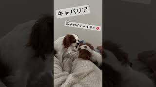 【キャバリア】朝からイチャイチャ💋！？仲良し双子のモーニングルーティン#shorts