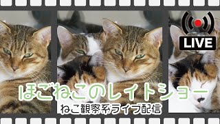 【ねこ観察系】ほごねこのレイトショー【ライブ配信】