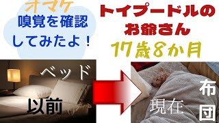 【犬の命嗅覚の衰え】17歳8か月トイプードルのお爺さん　いつも寝ています　の巻