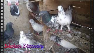 Kabli Pigeons