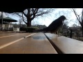 02 wild bird feeding.brown eared bulbul.野鳥の餌付け。ヒヨドリ。