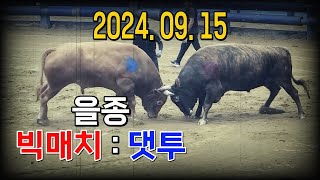 청도소싸움 2024.09.15 제11경기 을종 빅매치 / 댓투