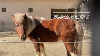 ポニーのさくらちゃん／安城公園［YouTube動物園］