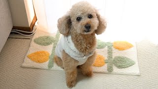 愛犬と二人暮らしになりまして。【大きいトイプードルのわこ】