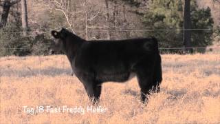 Syphrett Tag 18 Fast Freddy x Black Impact Heifer