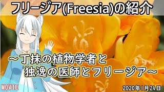 【日刊動画】フリージア(Freesia)の紹介～デンマークの植物学者エクロンさんとドイツの医師フリーゼさんとフリージア～【2020年1月24日】