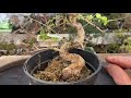 rescuing a neglected indoor bonsai