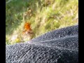 do harlequin ladybirds attack humans