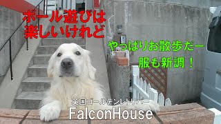 FalconHouse英国ゴールデンレトリバー【散歩復活です！洋服も新調！】