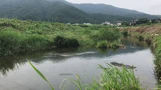 塩津大川小鮎釣り 大漁