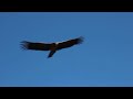 andean condor flying in colca canyon peru very close