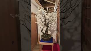 第20回 大和郡山 盆梅展Plum Blossom Bonsai Exhibition Yamatokōriyama-Short🇯🇵7