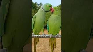 Funny 🤣 parrot Mummy ek gilass pani day Da na Funny 🤣#mummy #parrot #funnyvideo #monkey video