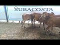 subacosta subasta 5 lote 14