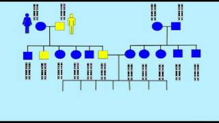 GENETICS 2: MAPPING GENES WITH PEDIGREE ANALYSIS 1