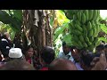 zbnf banana gardening teach by shri subhash palekar at manduai pune