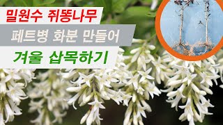 밀원수 쥐똥나무 겨울 삽목하기