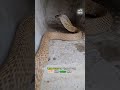 সাপের অবিশ্বাস্য power 😱 জিহ্বা দিয়ে শোনে কিভাবে 🐍 animalfacts