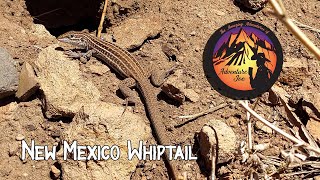 New Mexico Whiptail - Critter Series Ep. 1