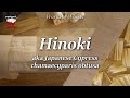 Hinoki / Japanese Cypress (chamaecyparis obtusa)