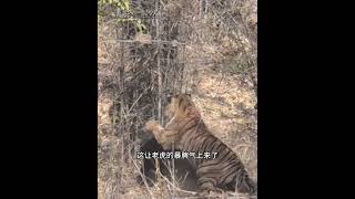 老虎對戰黑熊 #看動物世界品百味人生 #野生動物零距離