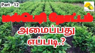 மல்பெரி தோட்டம் அமைப்பது எப்படி.? | Part - 12 | Sericulture | Tamil | Mulbery