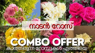 5 നാടൻ റോസ് combo offer വിലക്കുറവിൽ സ്വന്തമാക്കാം #rose #roses #roselover #gardening #roseplant