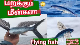 பறக்கும் மீன் ஆச்சரியமான தகவல்கள் |flying fish facts