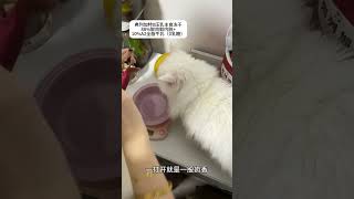 关于我家猫半夜吵着要吃夜宵这件事 话痨猫 萌宠出道计划 猫粮 弗列加特 弗列加特牛奶冻干