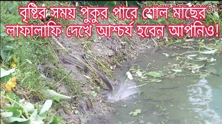 বৃষ্টি ও বিদ্যুৎ চমকানোতে শোল মাছের উজান, শোল মাছ চাষ পদ্ধতি, বড় শোল মাছ, মাছ চাষ, মাছের লাফালাফি,