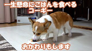 A cute corgi eats handmade rice hard and has a refill.