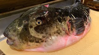 【FUGU】CLEAN THE BIGGEST PUFFER FISH!! PROFESSIONAL SKILLS