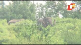 Elephants Spotted Near Mundali Barrage In Barang