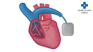 What is Cardiology?