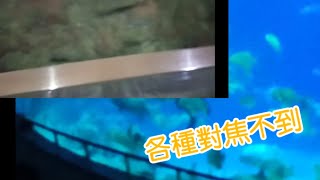 海生館之旅（下）🐠畫質非常的母湯︳日常Vlog【凱凱君】