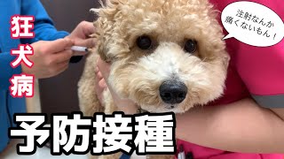 【診療代公開】狂犬病予防接種してきたよ！