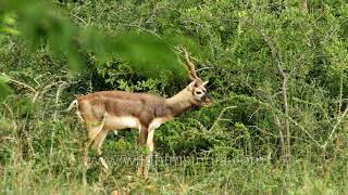 Black buck or Kala hiran stares at you, Jayamangali Blackbuck Reserve