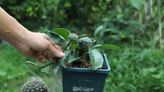 拿“它”嫁接仙人球，100%成活！成为奇特植物