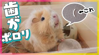 モルモットの歯が抜けた！　cute guineapig