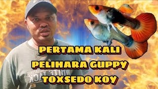 PERDANA PELIHARA GUPPY TOXSEDO KOY