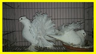 Best breeding fancg pigeons & pigeons cages (BD birda video) by sakil pigeon loft Best breeding fancg pigeons & pigeons cages (BD birda video) by sakil pigeon loft