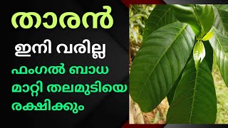 താരൻ നിങ്ങളുടെ കോൺഫിഡൻസ് നഷ്ടപ്പെടുത്താതിരിക്കാൻ ഏറ്റവും നല്ല ആന്റി ഡാൻഡ്രഫ് ഹെർബൽ മെഡിസിൻ.