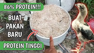 86% PROTEIN!!! BUAT PAKAN AYAM PROTEIN TINGGI DARI BULU AYAM