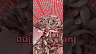 កូនត្រីក្រាញ់យក្ស 087940078/0977754425 #amazingfish