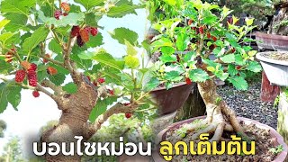 บอนไซมัลเบอรี่ ลูกดกๆ Mulberry Bonsai